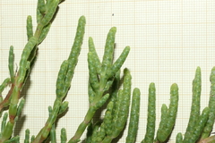 Salicornia perennis