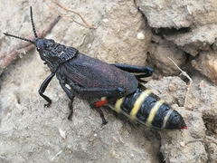Dictyophorus