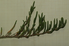 Salicornia perennis