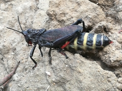 Dictyophorus