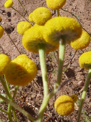 Oncosiphon grandiflorus