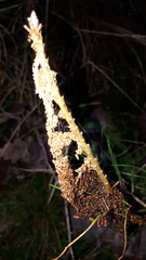 Acantholyda hieroglyphica