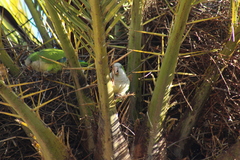 Myiopsitta monachus