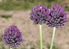Allium melananthum