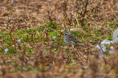 Passerculus sandwichensis