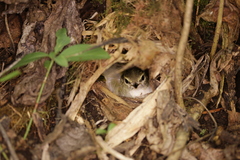 Phylloscopus coronatus