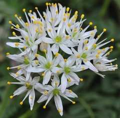 Allium subvillosum