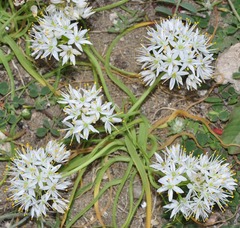 Allium subvillosum