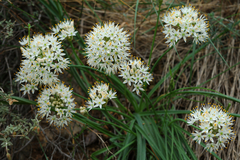 Allium subvillosum