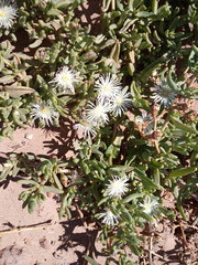 Mesembryanthemum canaliculatum