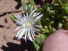 Mesembryanthemum canaliculatum