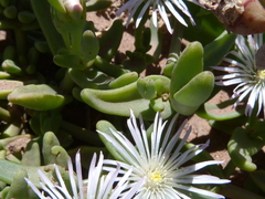 Mesembryanthemum canaliculatum