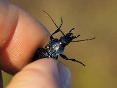 Carabus exaratus