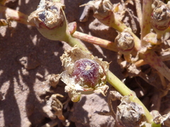 Mesembryanthemum canaliculatum