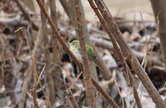Leiothlypis peregrina