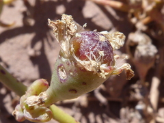 Mesembryanthemum canaliculatum