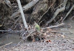 Leiothlypis peregrina