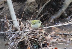 Leiothlypis peregrina