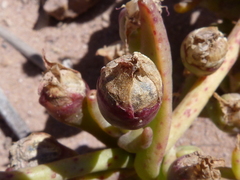 Mesembryanthemum canaliculatum