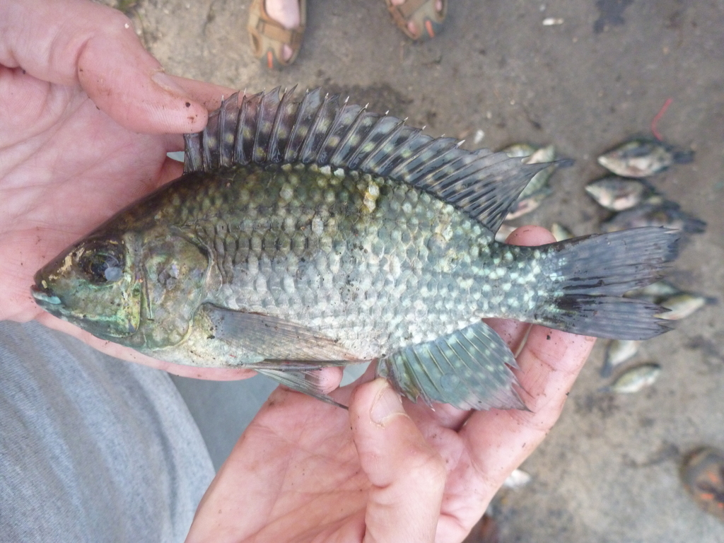 Blue-Spotted Tilapia