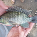 Oreochromis leucostictus - Photo (c) G.F.Turner, μερικά δικαιώματα διατηρούνται (CC BY-SA)