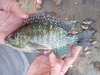 Blue-spotted Tilapia - Photo (c) G.F.Turner, some rights reserved (CC BY-SA)