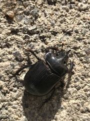 Ceratophyus hoffmannseggi