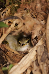Phylloscopus coronatus