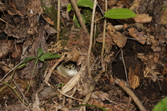 Phylloscopus coronatus