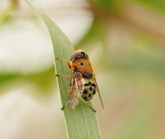 Austalis pulchella