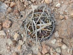 Echinofossulocactus phyllacanthus