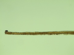 Tortella fragilis