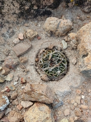 Echinofossulocactus phyllacanthus