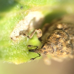 Acanthoscelidius acephalus