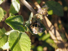 Allodynerus delphinalis