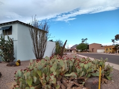 Fouquieria splendens