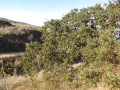 Quercus × macdonaldii