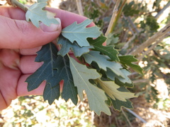 Quercus × macdonaldii