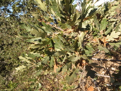 Quercus × macdonaldii