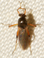 Palpomyia