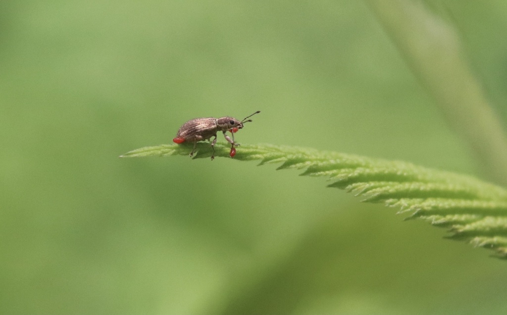 Polydrusus nothofagi