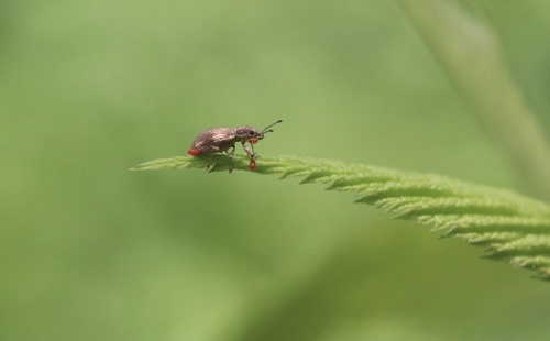 Polydrusus nothofagi