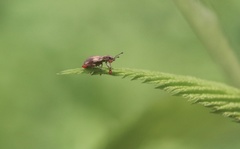 Polydrusus nothofagi