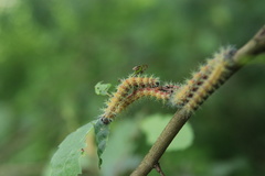 Ormiscodes amphimone