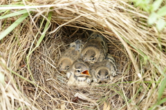 Motacilla flava beema