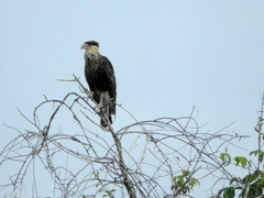 Caracara