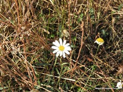 Leucanthemum pallens