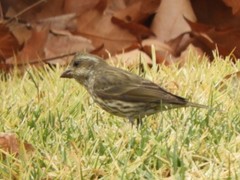 Haemorhous purpureus