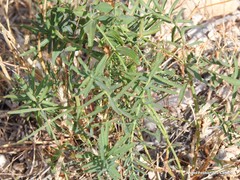 Euphorbia serrata