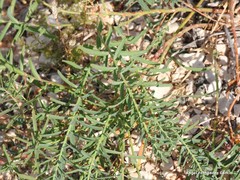 Euphorbia serrata